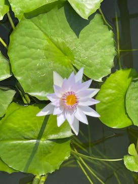 熱川バナナワニ園に投稿された画像（2021/10/5）