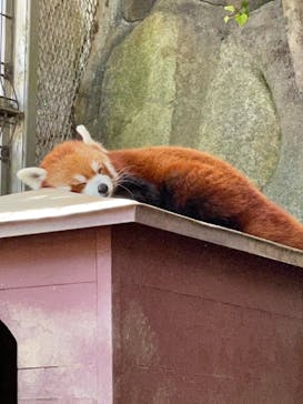 熱川バナナワニ園に投稿された画像（2021/10/5）