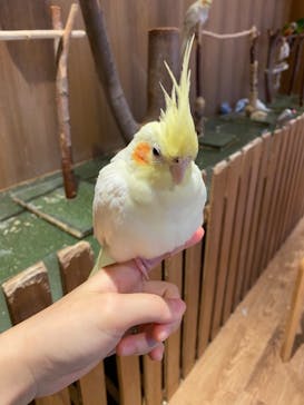 Moff animal cafe 小田原ダイナシティ店に投稿された画像（2021/10/5）