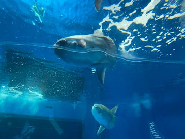 アクアワールド茨城県大洗水族館に投稿された画像（2021/10/5）
