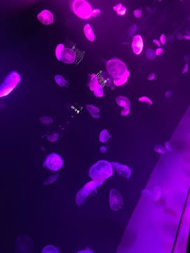 サンシャイン水族館に投稿された画像（2021/10/5）