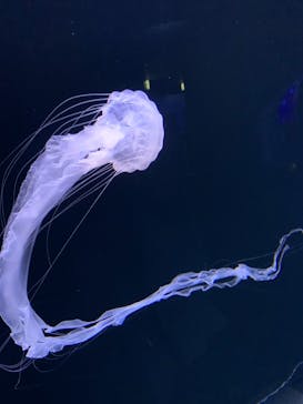 サンシャイン水族館に投稿された画像（2021/10/6）