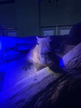 カワスイ 川崎⽔族館に投稿された画像（2021/10/6）