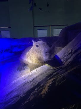 カワスイ 川崎⽔族館に投稿された画像（2021/10/6）