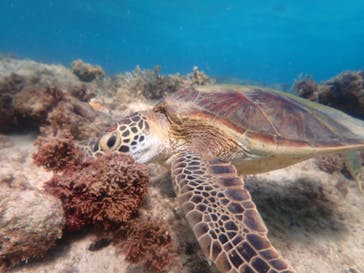 マリンヴィレッジ奄美に投稿された画像（2021/10/6）