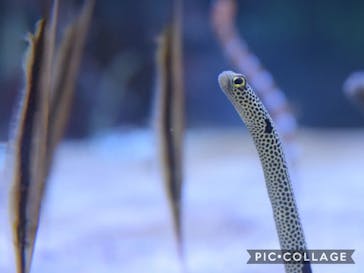 名古屋港水族館に投稿された画像（2021/10/6）