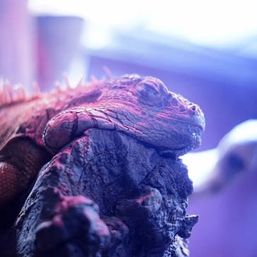 マクセル アクアパーク品川に投稿された画像（2021/10/6）