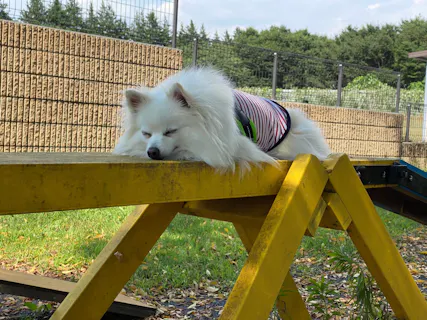 世界の名犬牧場 口コミ一覧 アソビュー