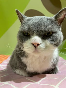 Moff animal world MARK IS みなとみらい店に投稿された画像（2021/10/7）