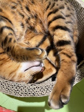 Moff animal world MARK IS みなとみらい店に投稿された画像（2021/10/7）