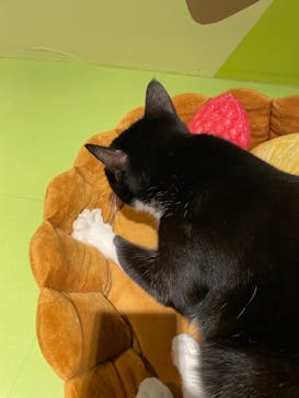 Moff animal world MARK IS みなとみらい店に投稿された画像（2021/10/7）