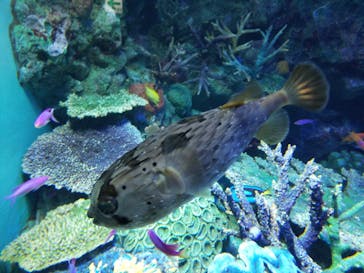 サンシャイン水族館に投稿された画像（2021/10/7）