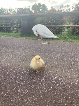 美らヤシパークオキナワ・東南植物楽園に投稿された画像（2021/10/7）