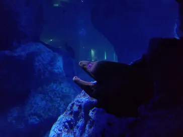 すみだ水族館に投稿された画像（2021/10/7）