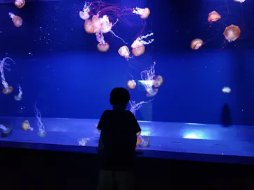 すみだ水族館に投稿された画像（2021/10/7）