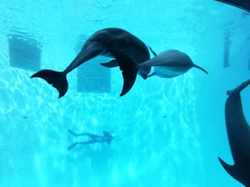 名古屋港水族館に投稿された画像（2021/10/8）