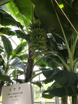 熱川バナナワニ園に投稿された画像（2021/10/8）