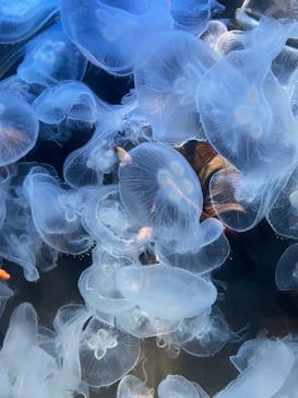 上越市立水族博物館 うみがたりに投稿された画像（2021/10/8）