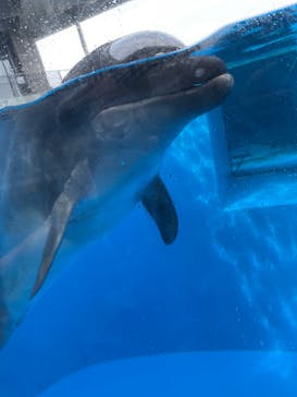 上越市立水族博物館 うみがたりに投稿された画像（2021/10/8）