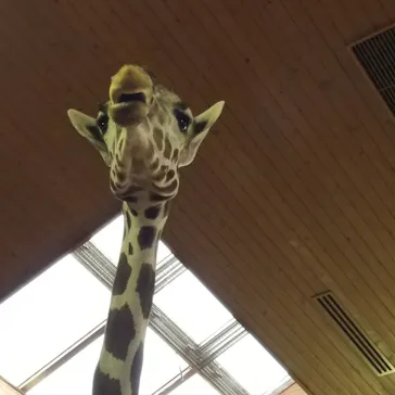 天王寺動物園に投稿された画像（2021/10/8）