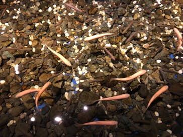 サケのふるさと 千歳水族館に投稿された画像（2021/10/8）