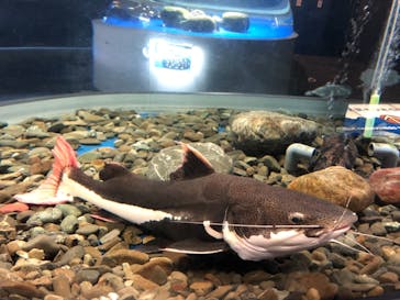 サケのふるさと 千歳水族館に投稿された画像（2021/10/8）