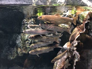 サケのふるさと 千歳水族館に投稿された画像（2021/10/8）