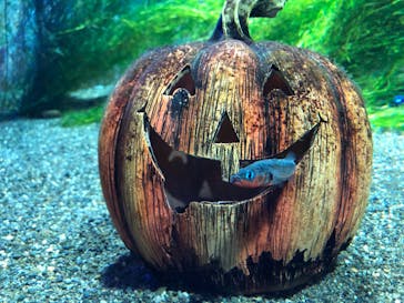 サケのふるさと 千歳水族館に投稿された画像（2021/10/8）