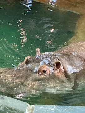 旭川市旭山動物園に投稿された画像（2021/10/8）