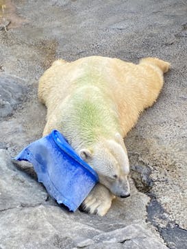 旭川市旭山動物園に投稿された画像（2021/10/8）