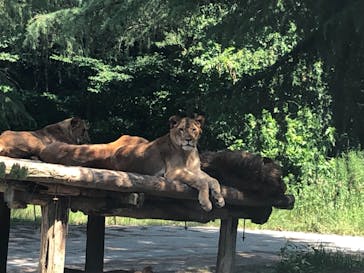 群馬サファリパークに投稿された画像（2021/10/9）