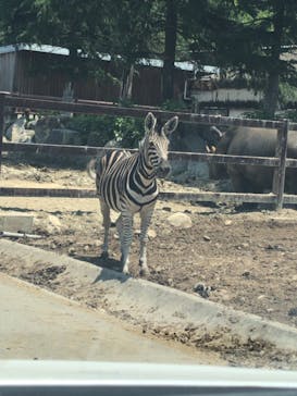 群馬サファリパークに投稿された画像（2021/10/9）