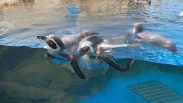 新江ノ島水族館に投稿された画像（2021/10/9）