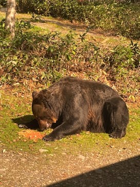 サホロリゾート　ベア･マウンテンに投稿された画像（2021/10/9）