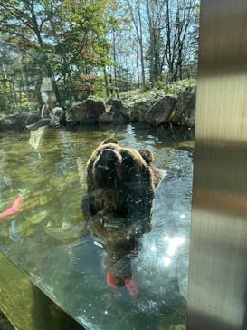 サホロリゾート　ベア･マウンテンに投稿された画像（2021/10/9）