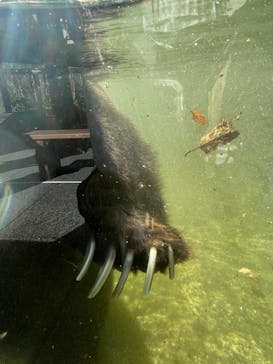 サホロリゾート　ベア･マウンテンに投稿された画像（2021/10/9）