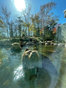 サホロリゾート　ベア･マウンテンに投稿された画像（2021/10/9）