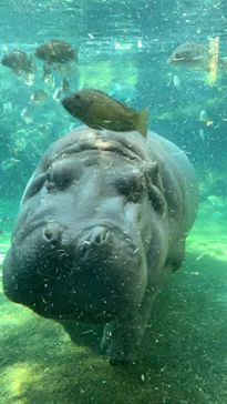 天王寺動物園に投稿された画像（2021/10/9）