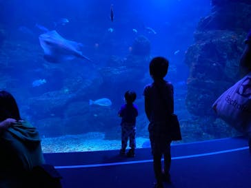 京都水族館に投稿された画像（2021/10/9）