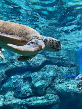 名古屋港水族館に投稿された画像（2021/10/9）