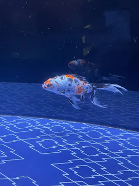 すみだ水族館に投稿された画像（2021/10/9）