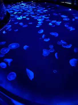 すみだ水族館に投稿された画像（2021/10/9）