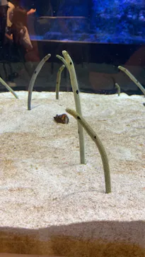 すみだ水族館に投稿された画像（2021/10/9）