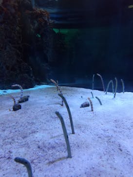 名古屋港水族館に投稿された画像（2021/10/9）