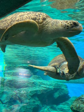 名古屋港水族館に投稿された画像（2021/10/9）