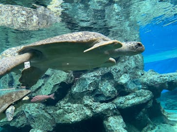 名古屋港水族館に投稿された画像（2021/10/9）