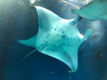 マクセル アクアパーク品川に投稿された画像（2021/10/9）