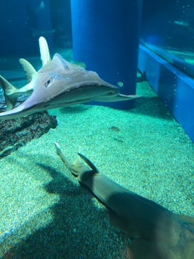 マクセル アクアパーク品川に投稿された画像（2021/10/9）