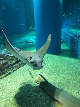 マクセル アクアパーク品川に投稿された画像（2021/10/9）