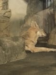 天王寺動物園に投稿された画像（2021/10/9）